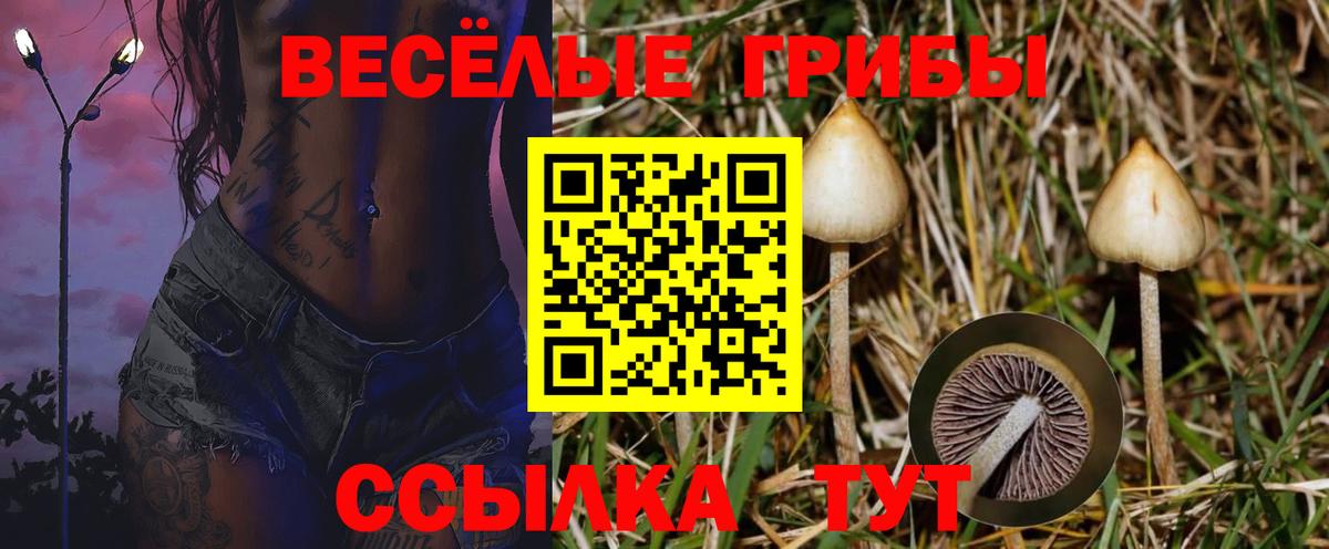 Псилоцибиновые грибы GOLDEN TEACHER  Вход с VPN  Выборг 